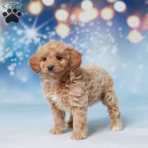 Sammie, Mini Goldendoodle Puppy